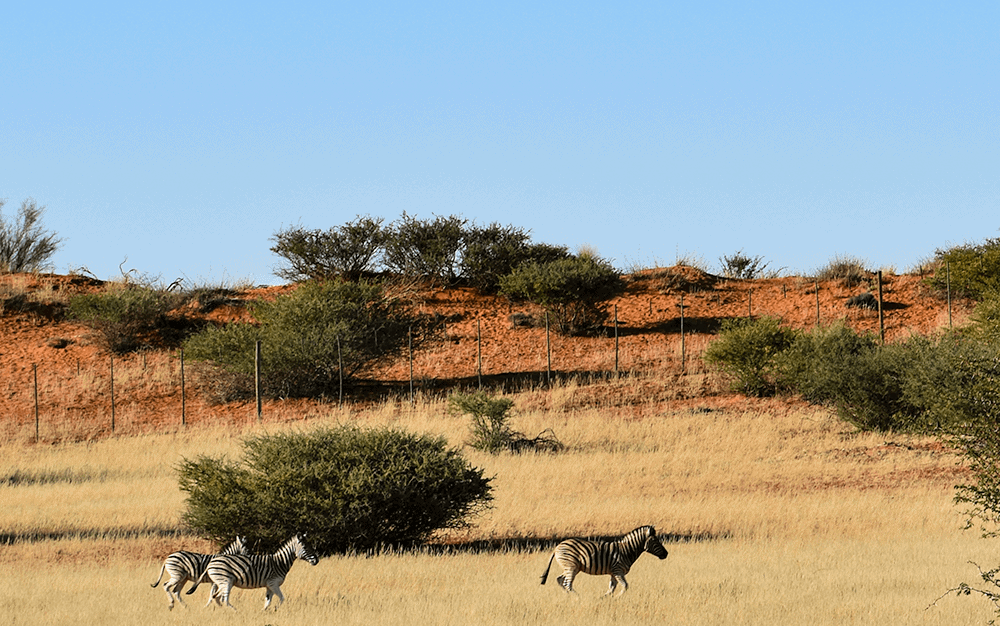 Viaggio in Namibia - Deserto del Kalahari