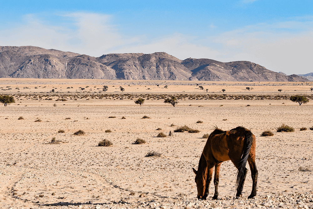 Cavalli del Deserto