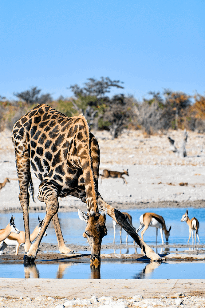 Giraffa nell'Etosha National Park